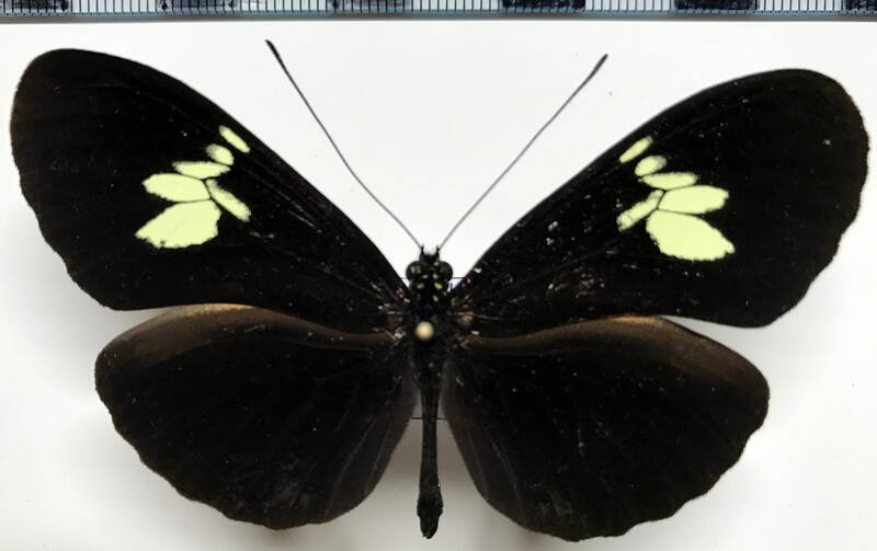 heliconius_timareta_f_Equateur