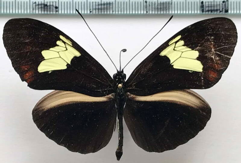 heliconius_timareta_m-Equateur
