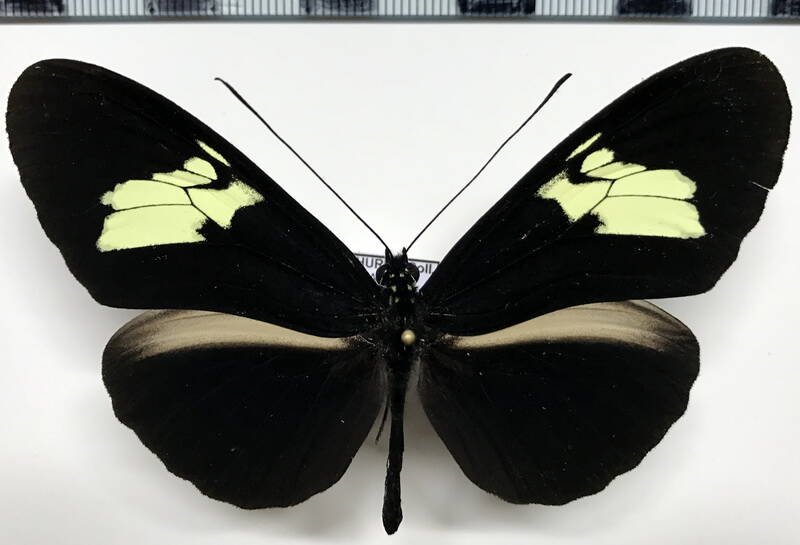 heliconius_timareta_m_Equateur