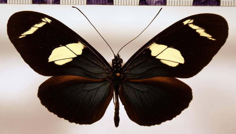 heliconius_wallacei_flavescens-standard-xpan36.jpg