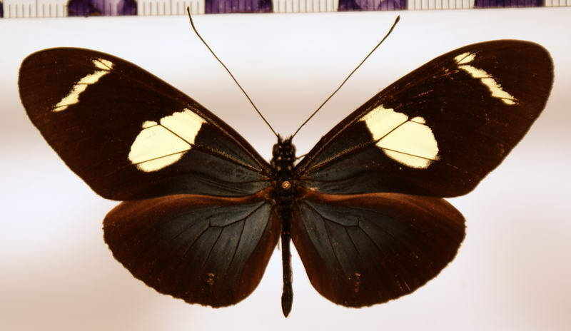 heliconius_wallacei_flavescens_quadrimaculata-standard.jpg
