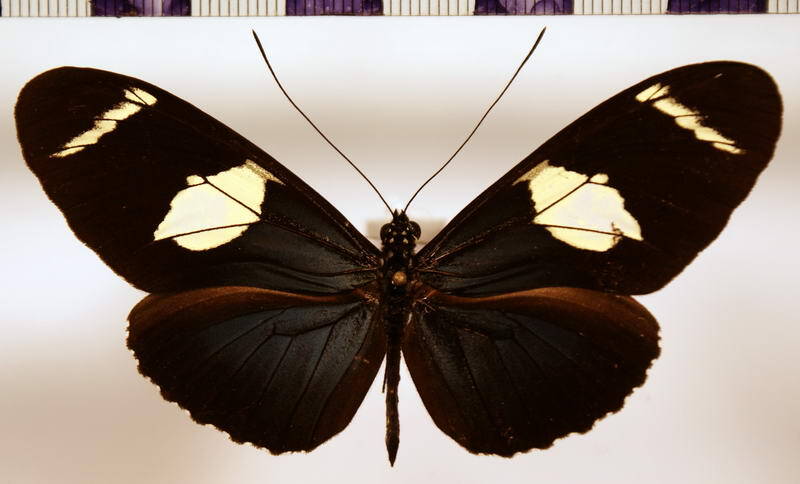 heliconius_wallacei_flavescens_quadrimaculata_ab-standard.jpg