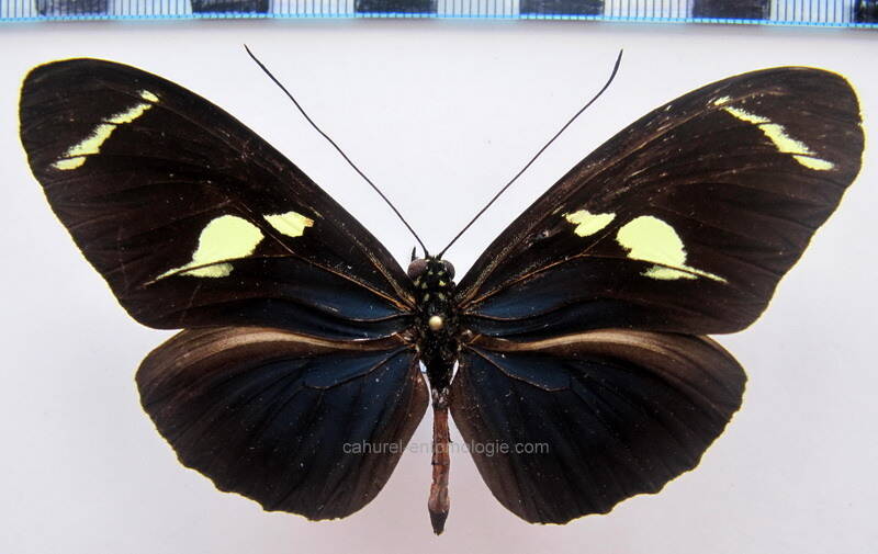 heliconius_wallacei_parvimaculata_02bresil-standard.jpg