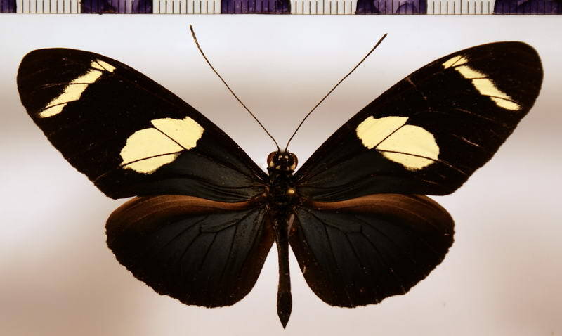 heliconius_wallacei_wallacei01-standard.jpg