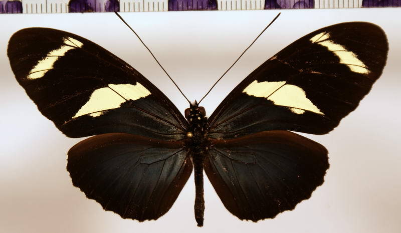 heliconius_wallacei_wallacei02-standard-lvosp5.jpg