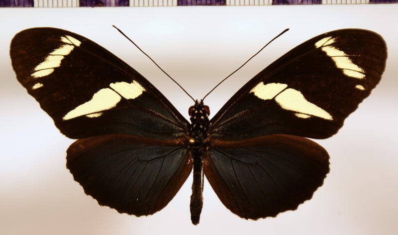heliconius_wallacei_wallacei03-standard-c2q8bu.jpg