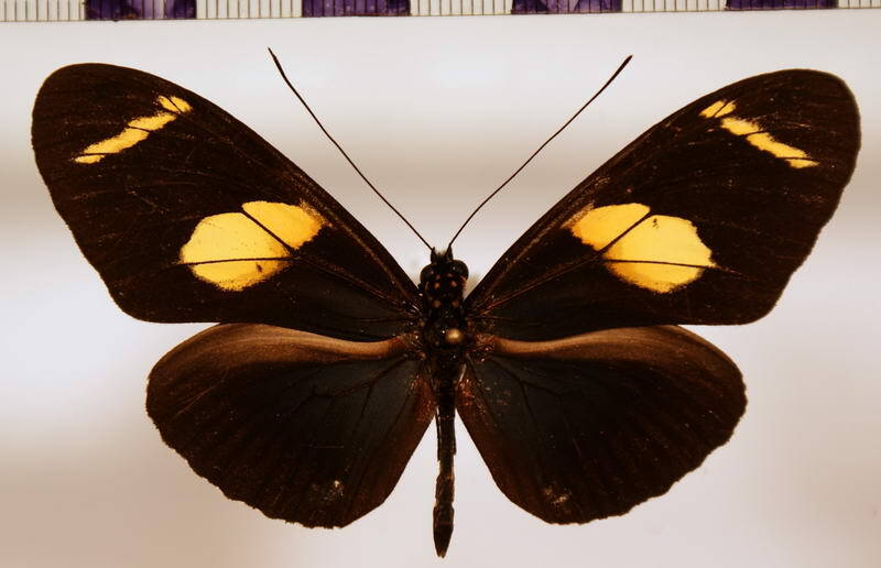 heliconius_wallacei_wallacei04-standard.jpg
