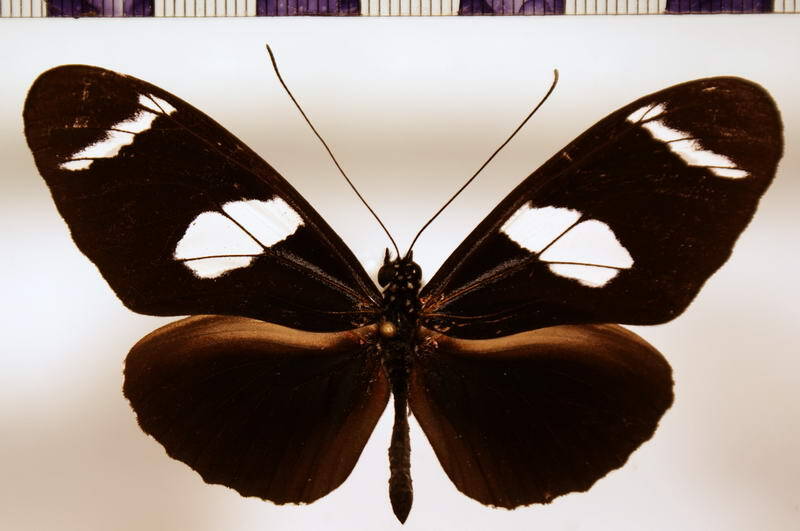 heliconius_wallacei_wallacei06-standard.jpg