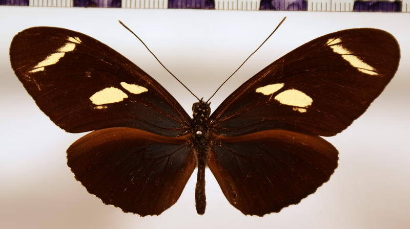 heliconius_wallacei_wallacei_parvimaculata-standard.jpg