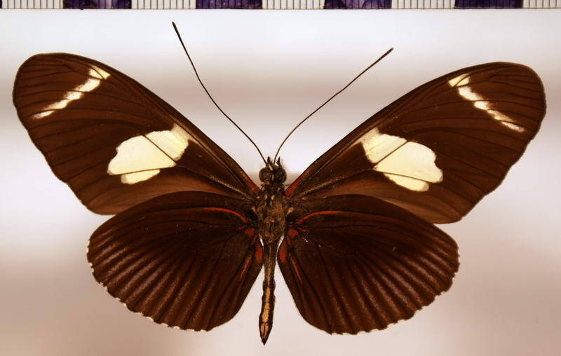 heliconius_wallacei_wallacei_verso-standard-ommt8x.jpg
