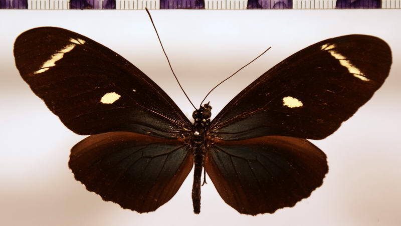 heliconius_wallacei_wallacei_wurchenpfennigi-standard.jpg