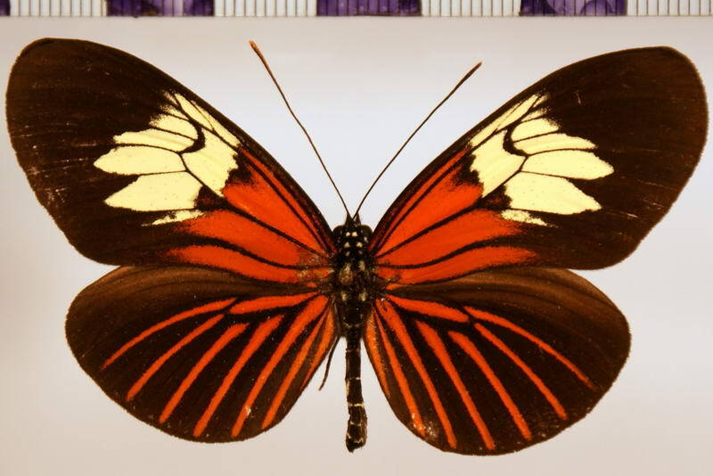 heliconius_xanthocles_hippocrene01-standard.jpg