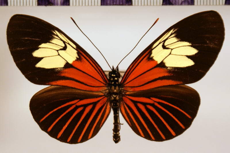 heliconius_xanthocles_hippocrene02-standard.jpg