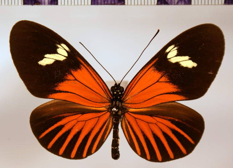 heliconius_xanthocles_melior01-standard.jpg