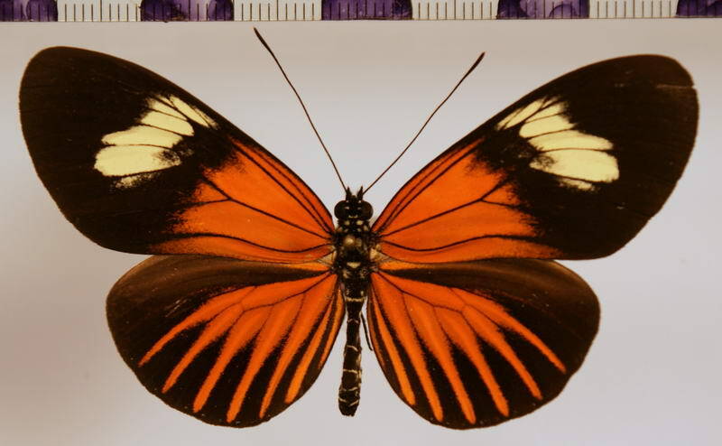 heliconius_xanthocles_melior03-standard.jpg
