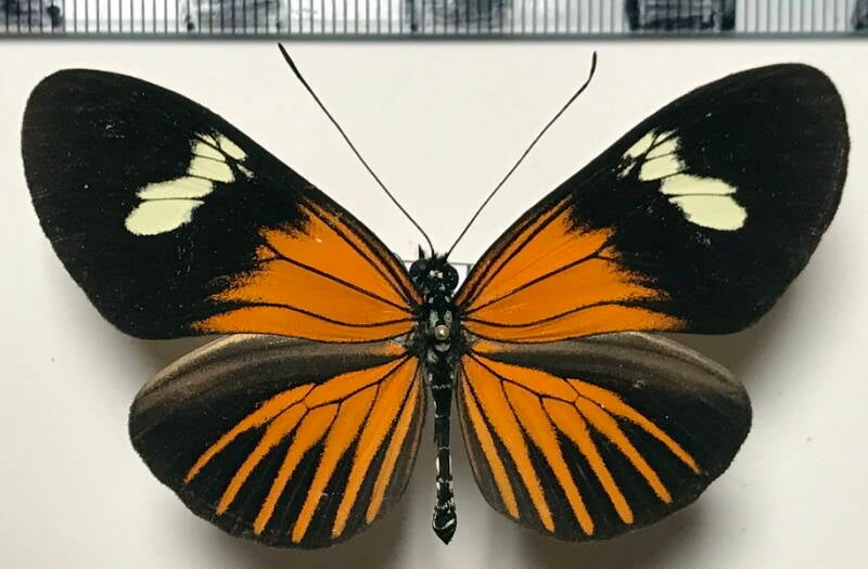 heliconius_xanthocles_melior_m04_per-standard.jpg