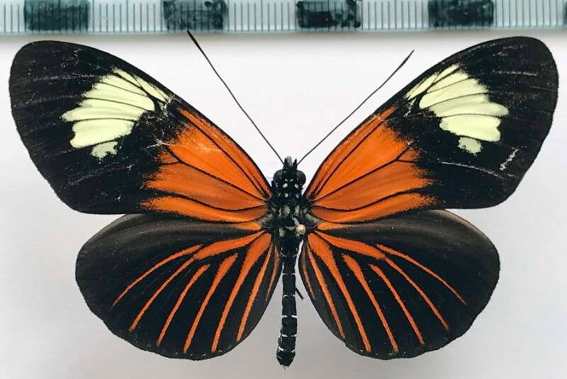 heliconius_xanthocles_napoensis_f_eq-standard.jpg