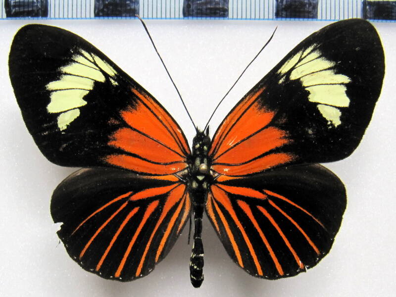 heliconius_xanthocles_napoensis_m_equateur-standard.jpg