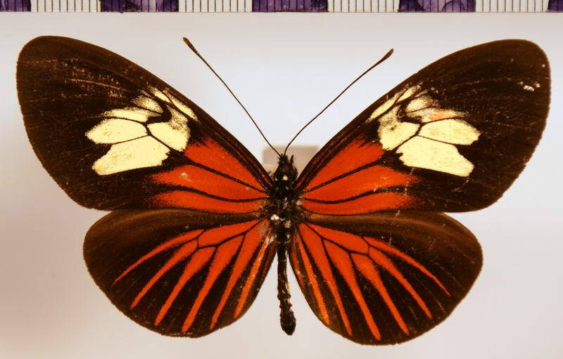 heliconius_xanthocles_rindgei-standard.jpg