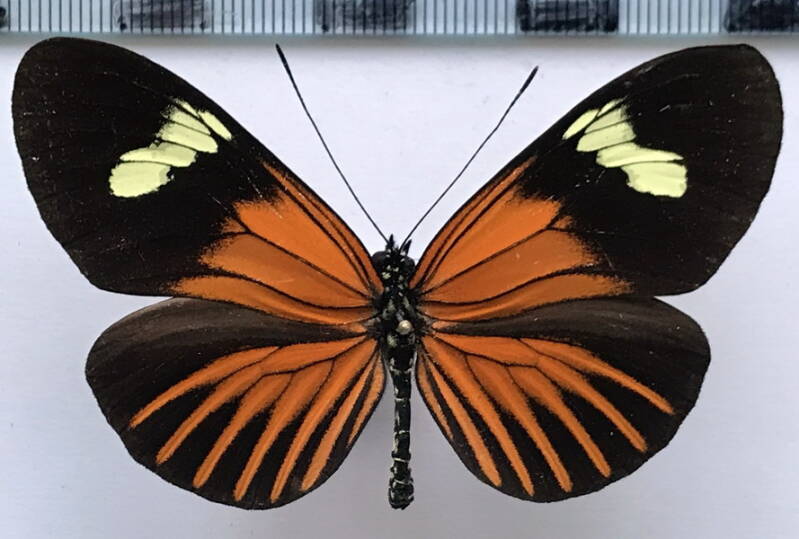 heliconius_xantholes_melior_m03_per-standard.jpg