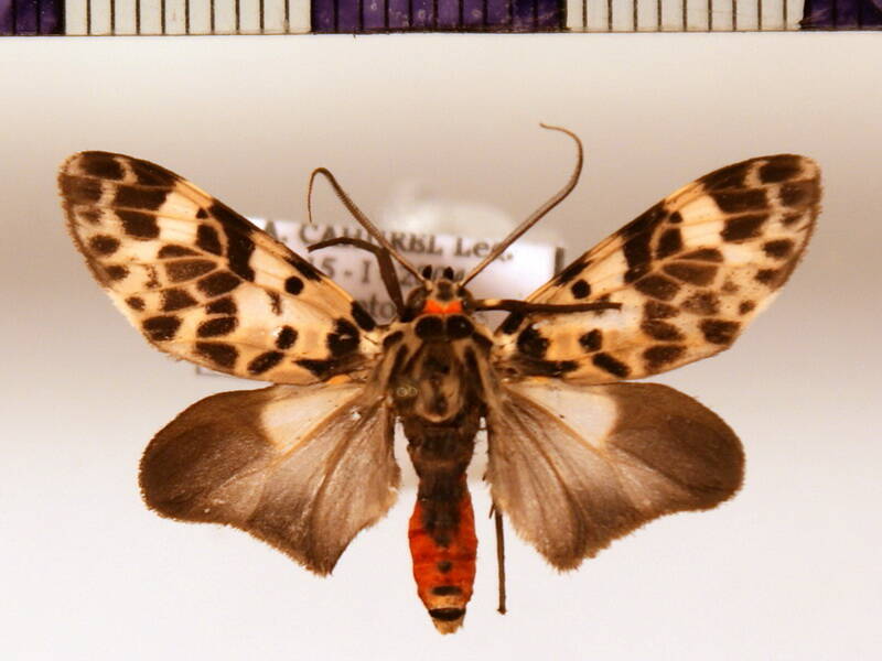 heliura_excavata_m-standard.jpg