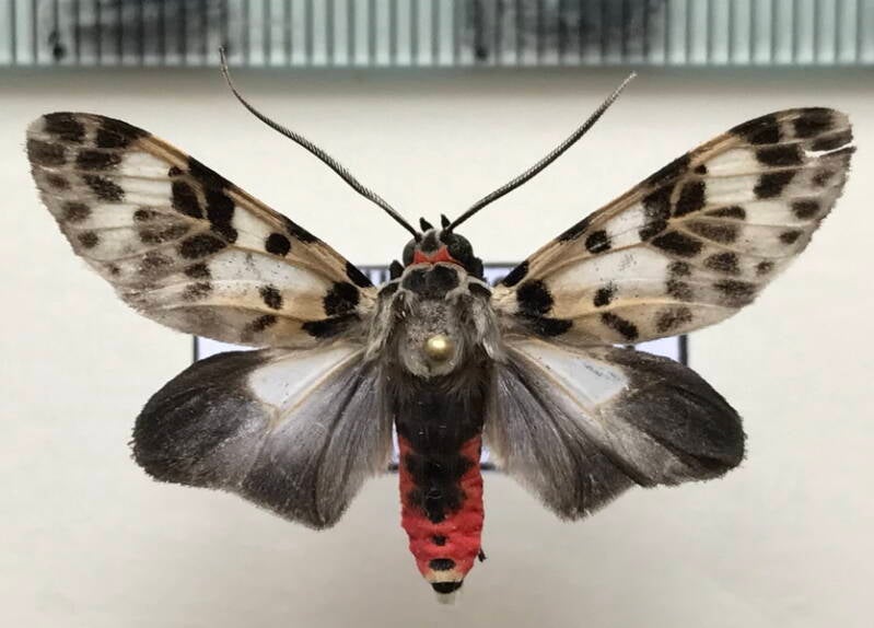 heliura_excavata_m02_gf-standard-1lpiie.jpg