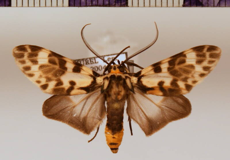 heliura_flava02m-standard.jpg