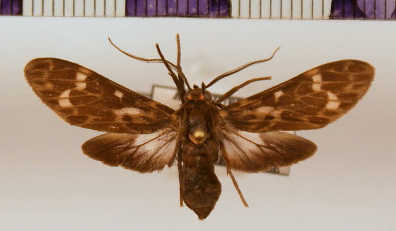 heliura_marica02-standard.jpg