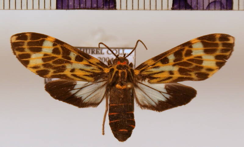 heliura_marica_f-standard.jpg