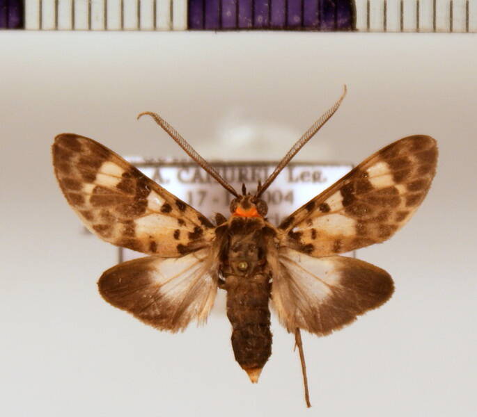 heliura_perexcavatum_m-standard.jpg