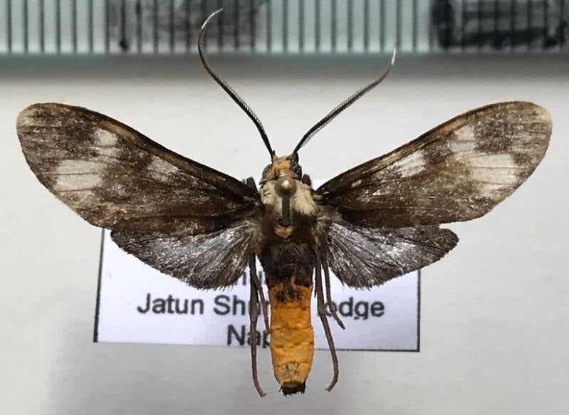 heliura_sp207_m_eq-standard.jpg