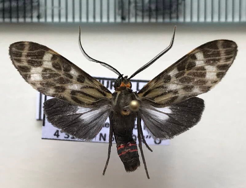 heliura_sp257_m_gf-standard.jpg