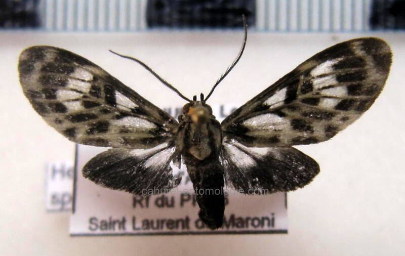 heliura_sp_gf-standard.jpg