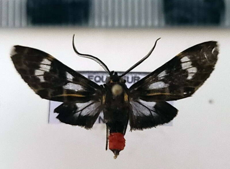 heliura_tetragramma_m_eq-standard.jpg