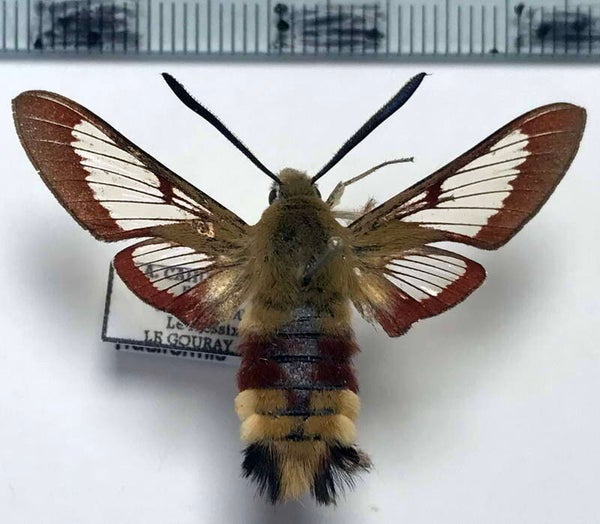 Hemaris fuciformis mâle France