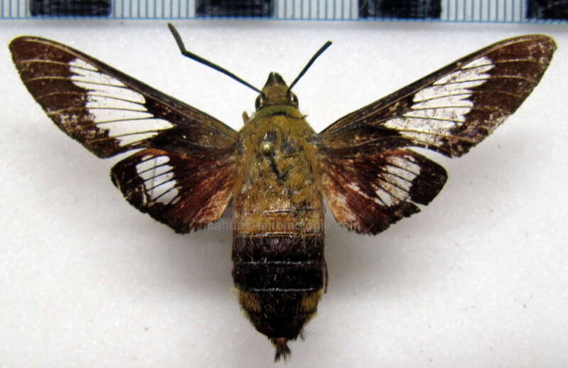 hemaris_thysbe_usa-standard.jpg