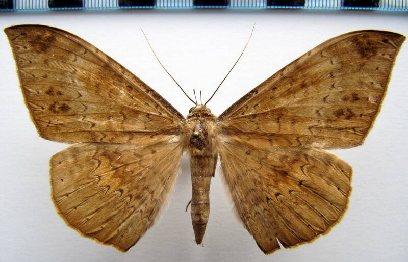 hemeroblemma_opigena_pandrosa_f_gf-standard.jpg