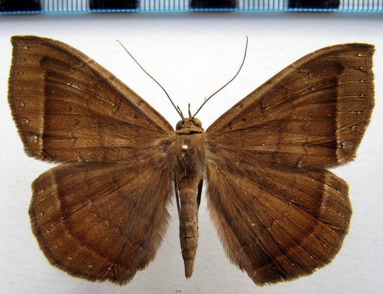 hemeroblemma_scolopacea_01_gf-standard.jpg