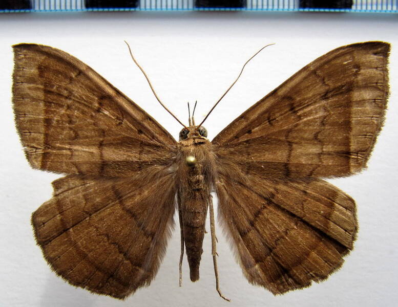 hemeroblemma_scolopacea_02_gf-standard.jpg