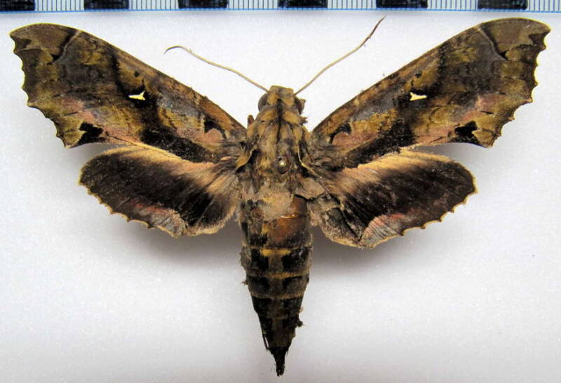 hemeroplanes_ornatus_gf-standard.jpg
