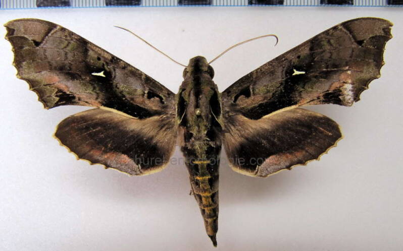 hemeroplanes_triptolemus_gf-standard.jpg