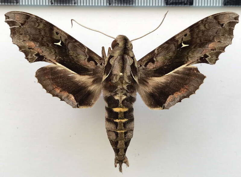 hemeroplanes_triptolemus_m_eq-standard.jpg