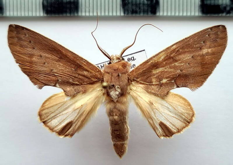 hemiceras_colorata_m_gf-standard.jpg