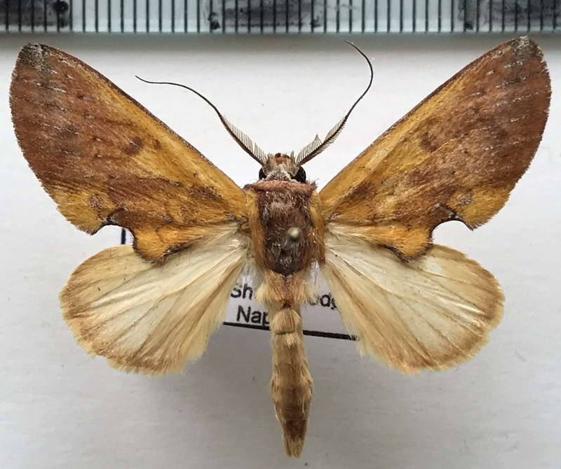 hemiceras_flava_m02_eq-standard.jpg