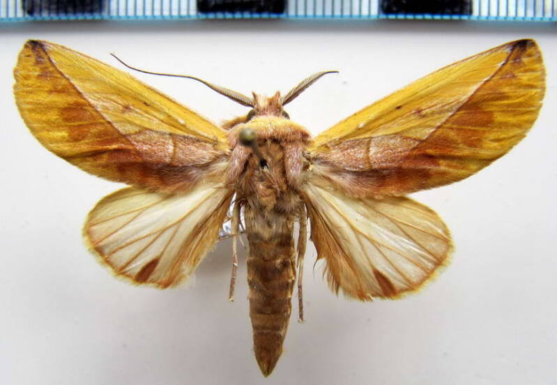 hemiceras_flava_m_gf-standard-0io1a1.jpg