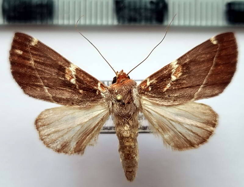 hemiceras_gortynoides_f_gf-standard.jpg