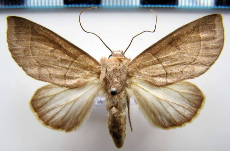 hemiceras_modesta_f_gf-standard.jpg