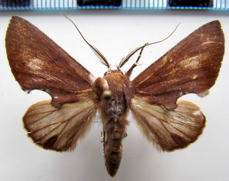 hemiceras_muscosa_m01_gf-standard.jpg