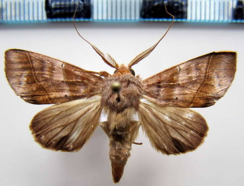 hemiceras_plusiata01_gf-standard.jpg