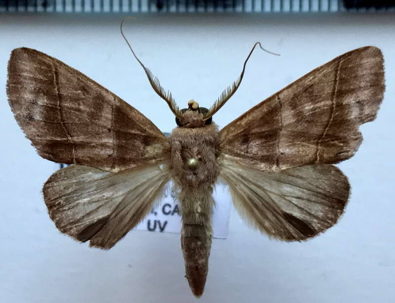 hemiceras_plusiata_m_gf-standard.jpg